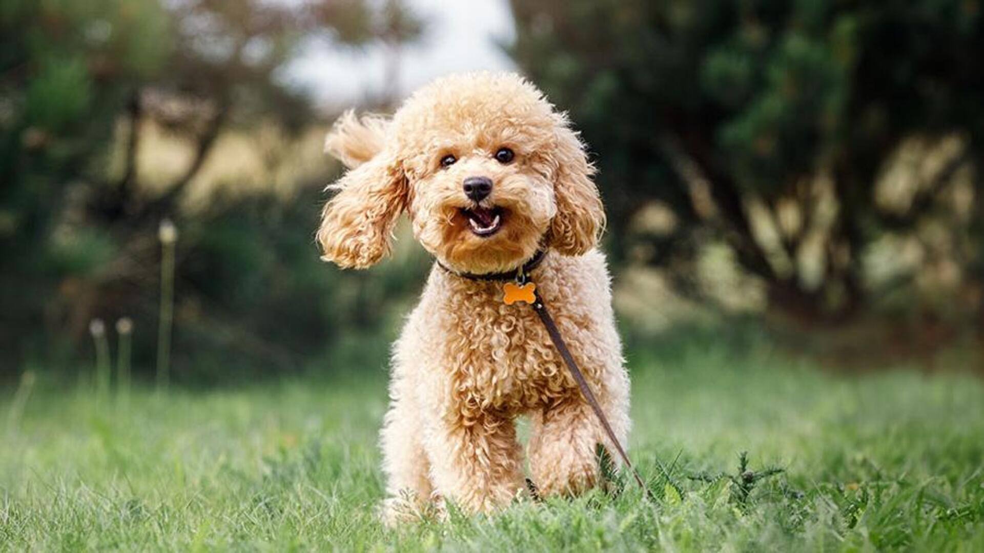 Poodle dog: A nutrition and training guide for good health
