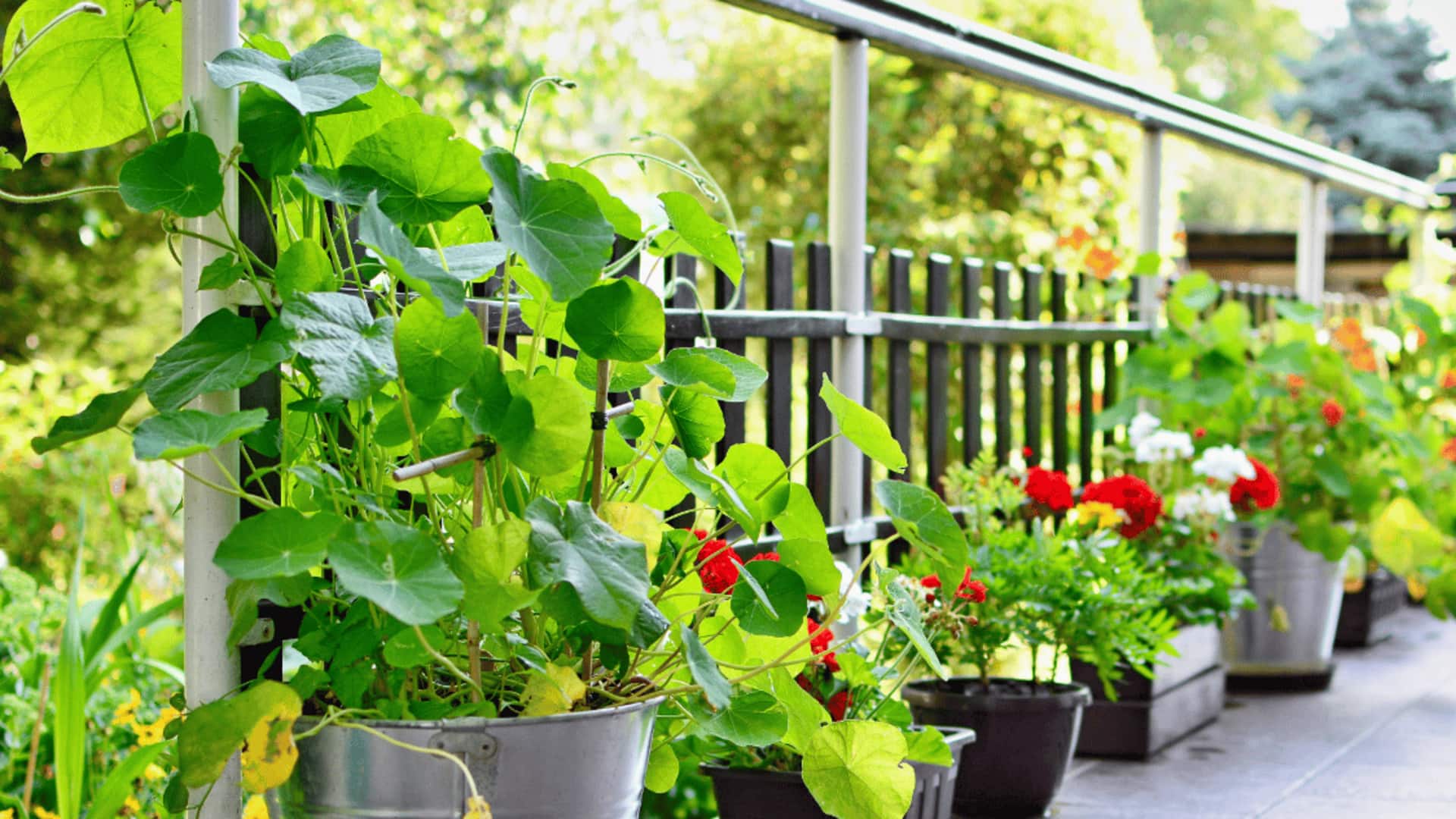 To create your dream balcony garden, use this AI tool