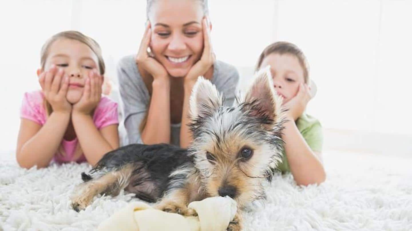Some tricks to keep pet odor away from your house