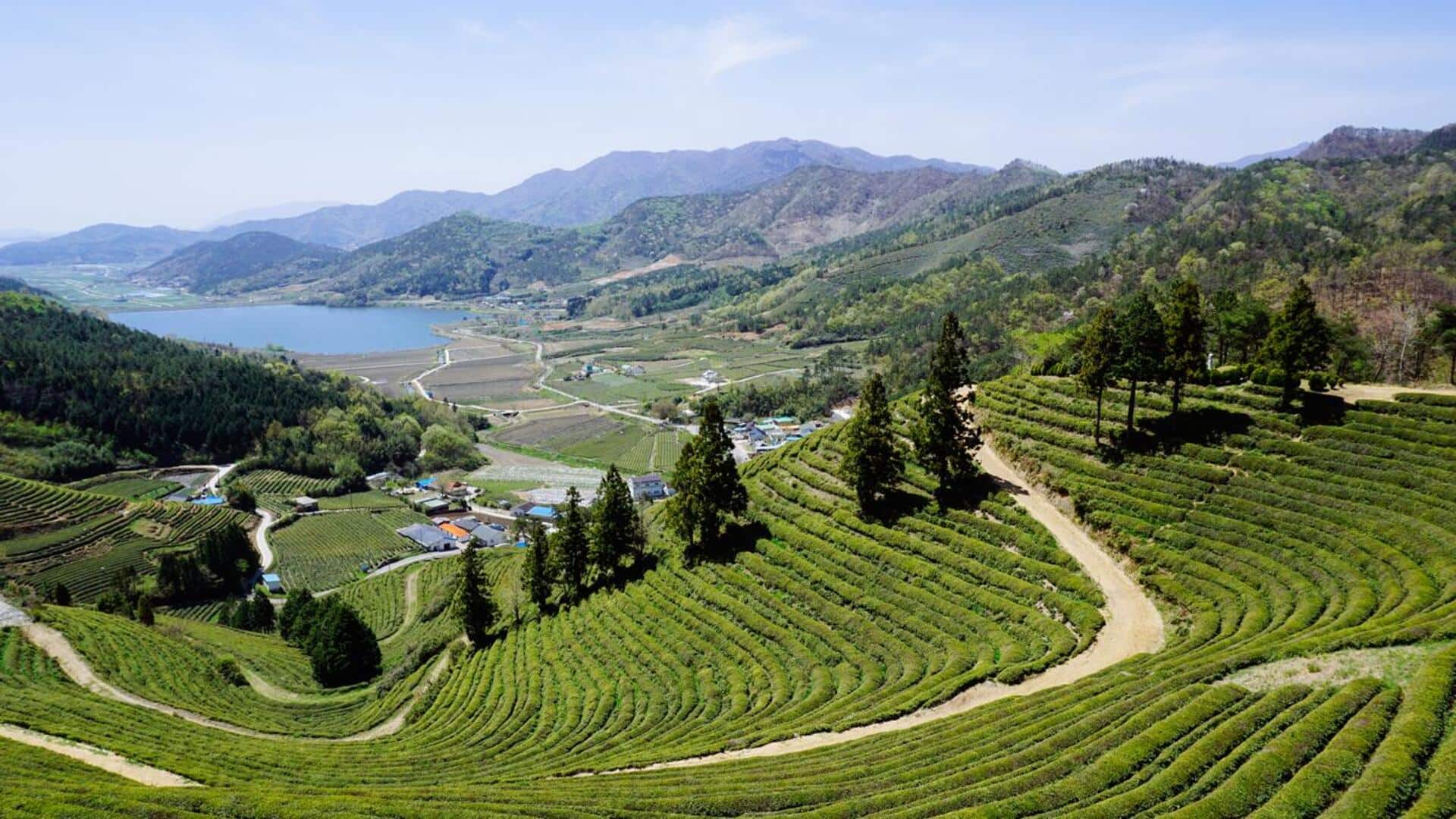 Enjoy stargazing and tea tasting in Boseong, South Korea