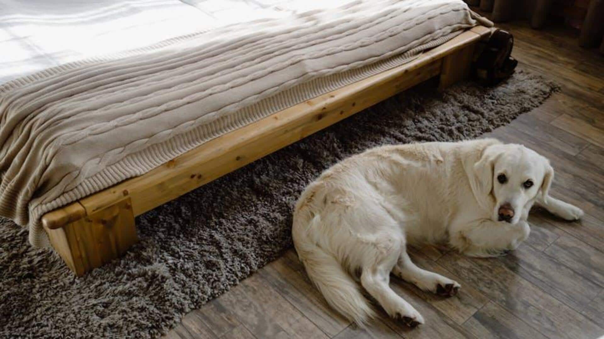 5 natural ways to remove odors from dog bedding