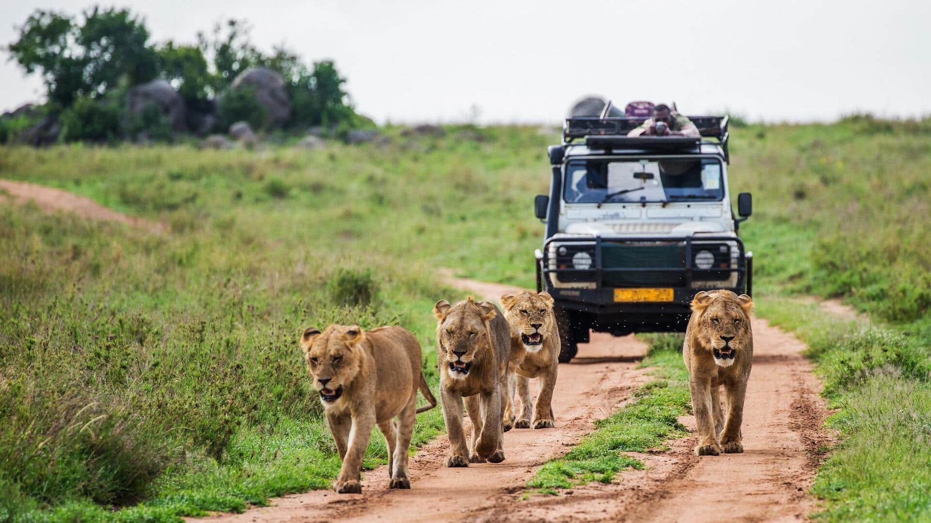 Africa's most enjoyable wildlife safaris you must visit once