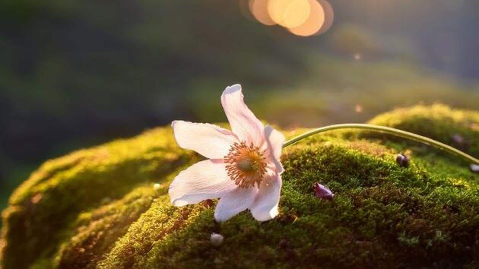 Enhance your beauty routine with wild thyme