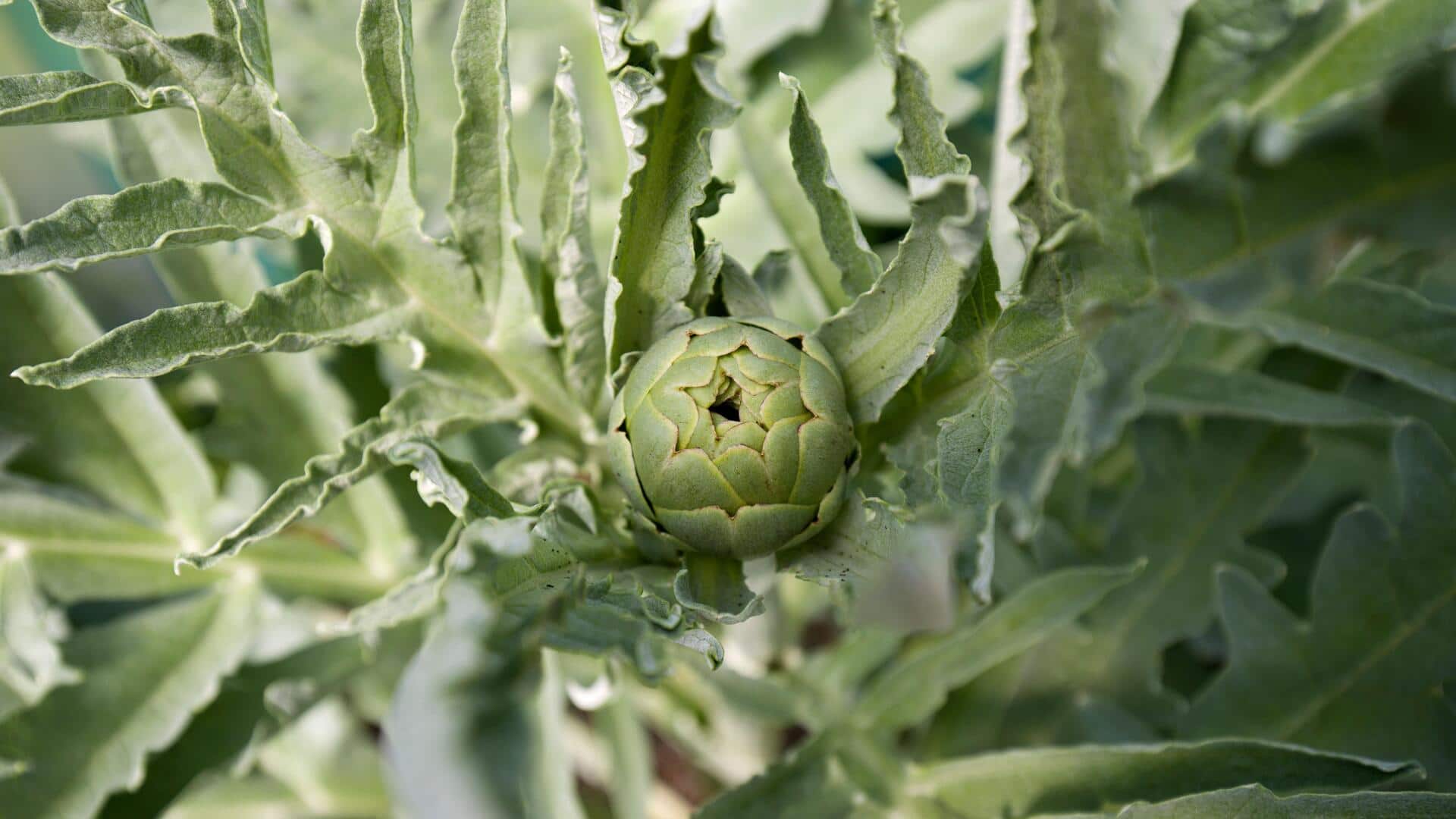 Grow healthy Jerusalem artichokes in containers