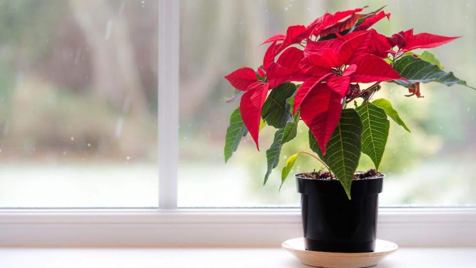 Fostering festive poinsettias: 5 holiday care rituals