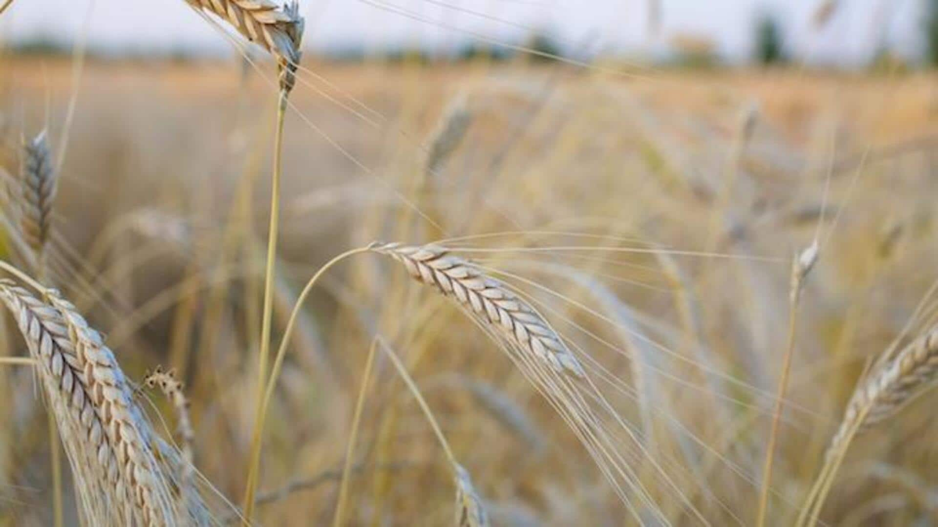 Einkorn wheat: The ancient grain making a modern comeback