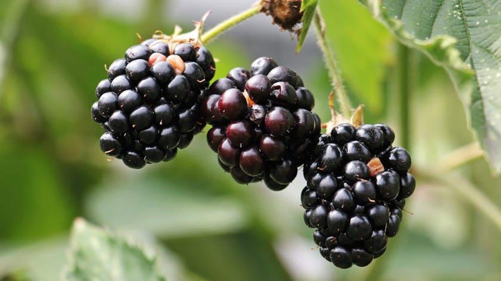 Blackberries: Nutrition facts and health benefits