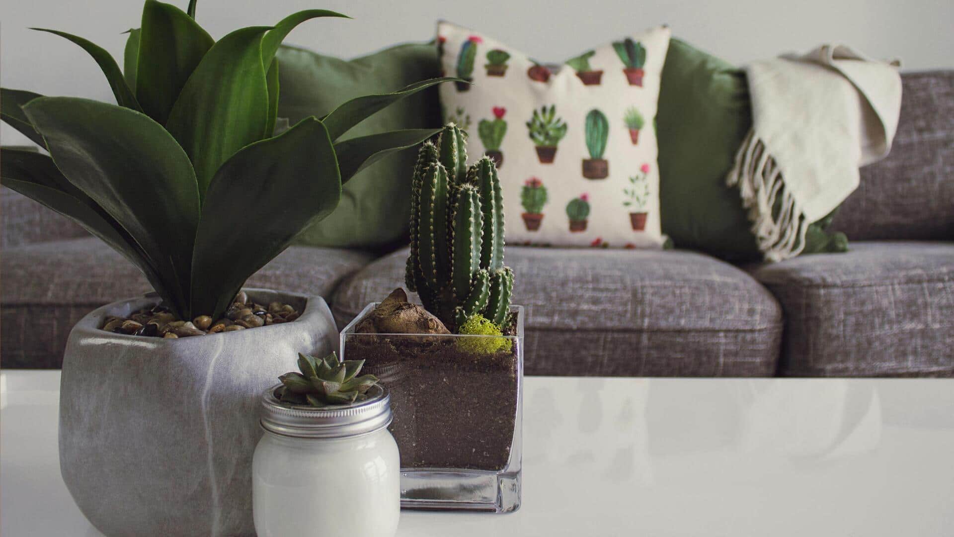 How to style your home with indoor plants