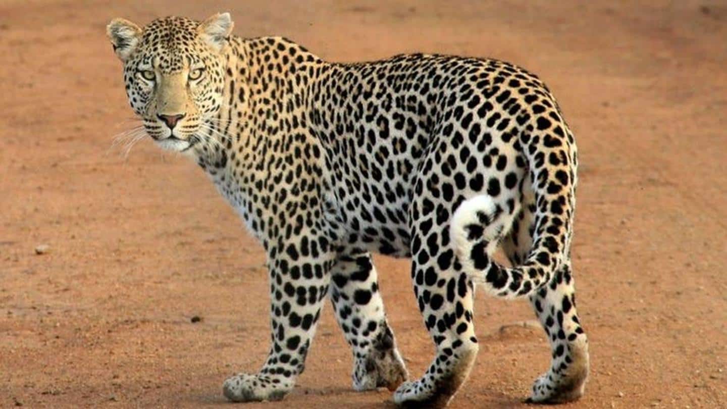 Vadodara girl adopts zoo leopard after losing her pet dog