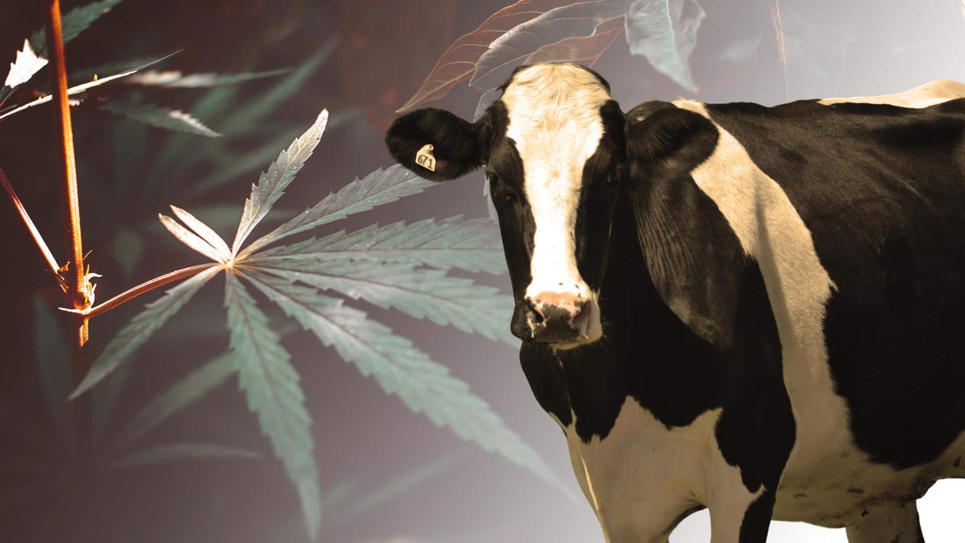 Cows fed with hemp got high; produced milk with THC