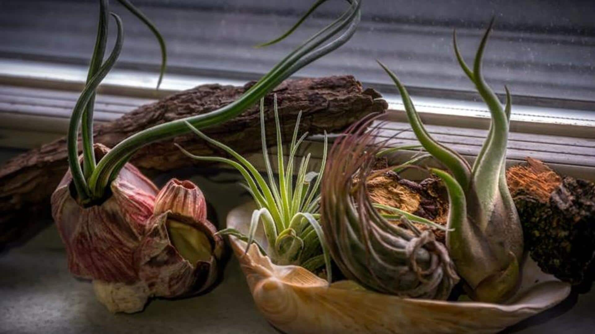 Nurturing air plants: Key survival tips