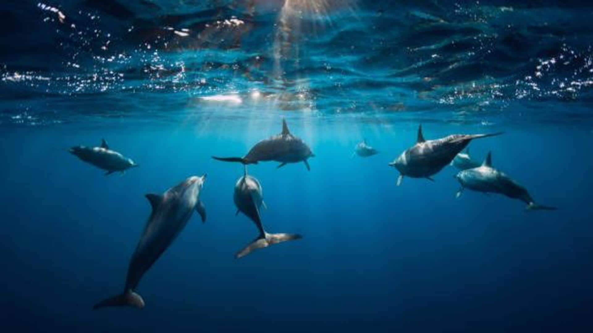 Ever tried dolphin diving? Here's why you should