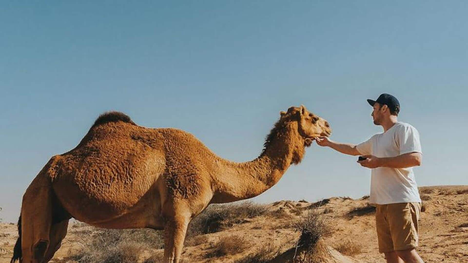 Embark on a camel safari adventure in Thar Desert, India