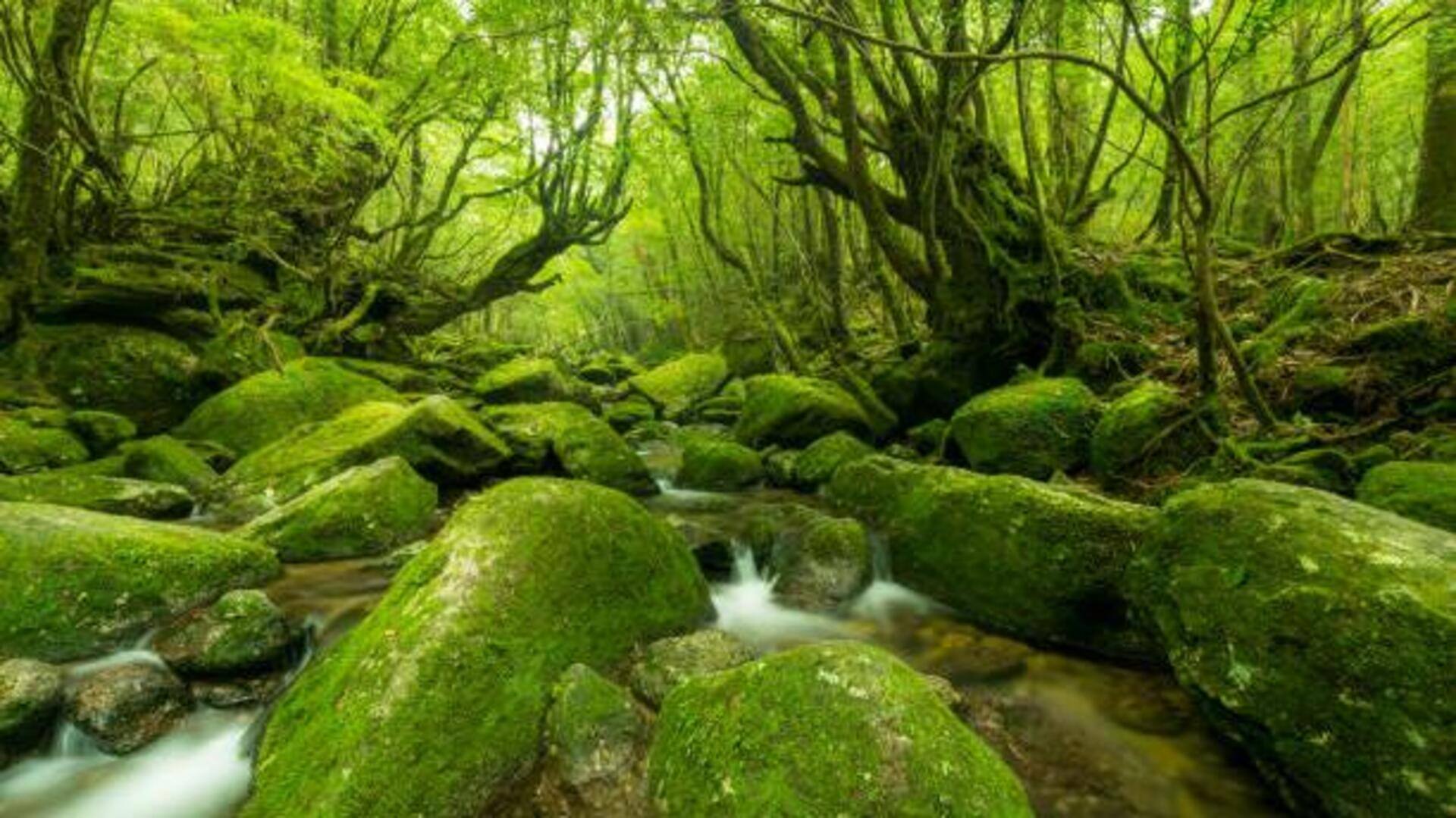 Japan's lesser-known islands: 5 must-see gems Japan's lesser-known islands: 5 must-see gems