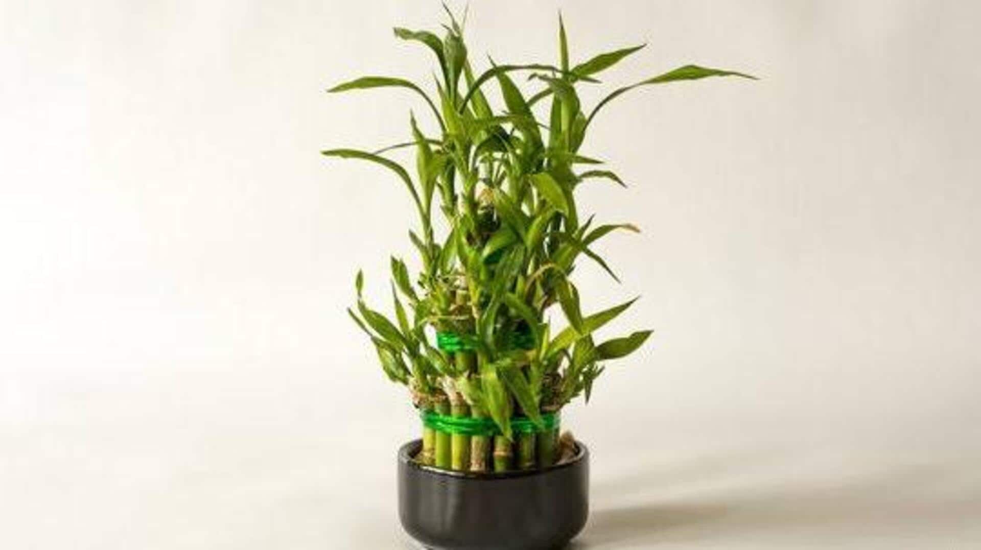 How to grow lucky bamboo at home