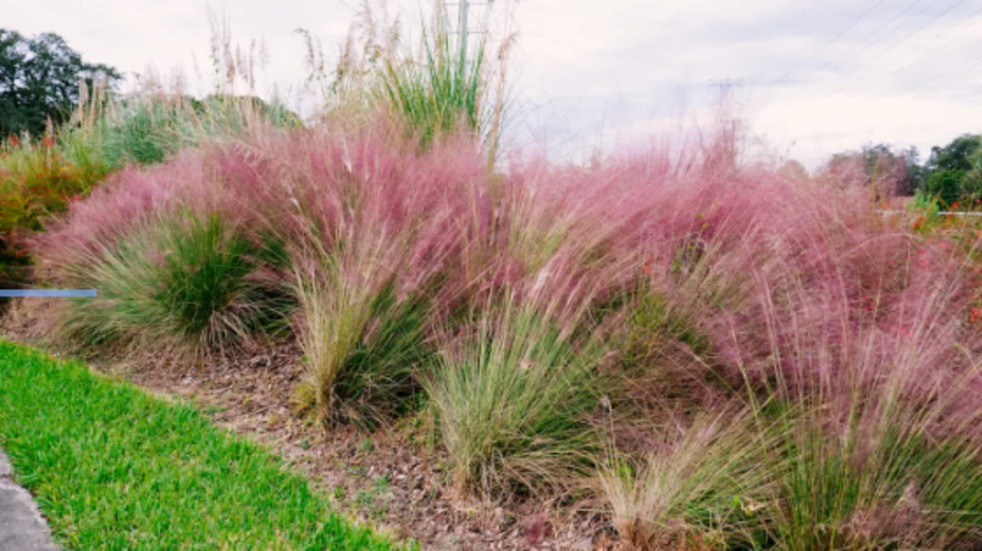 Cultivating cotton candy grass: 5 sweet care techniques