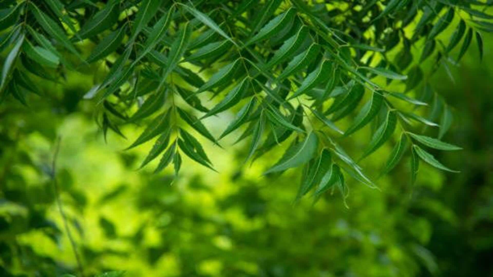Neem leaves: Gentle fix for common skin woes