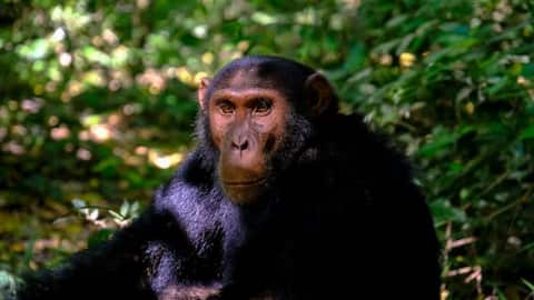 Chimpanzees display ability to mimic human speech, researchers reveal