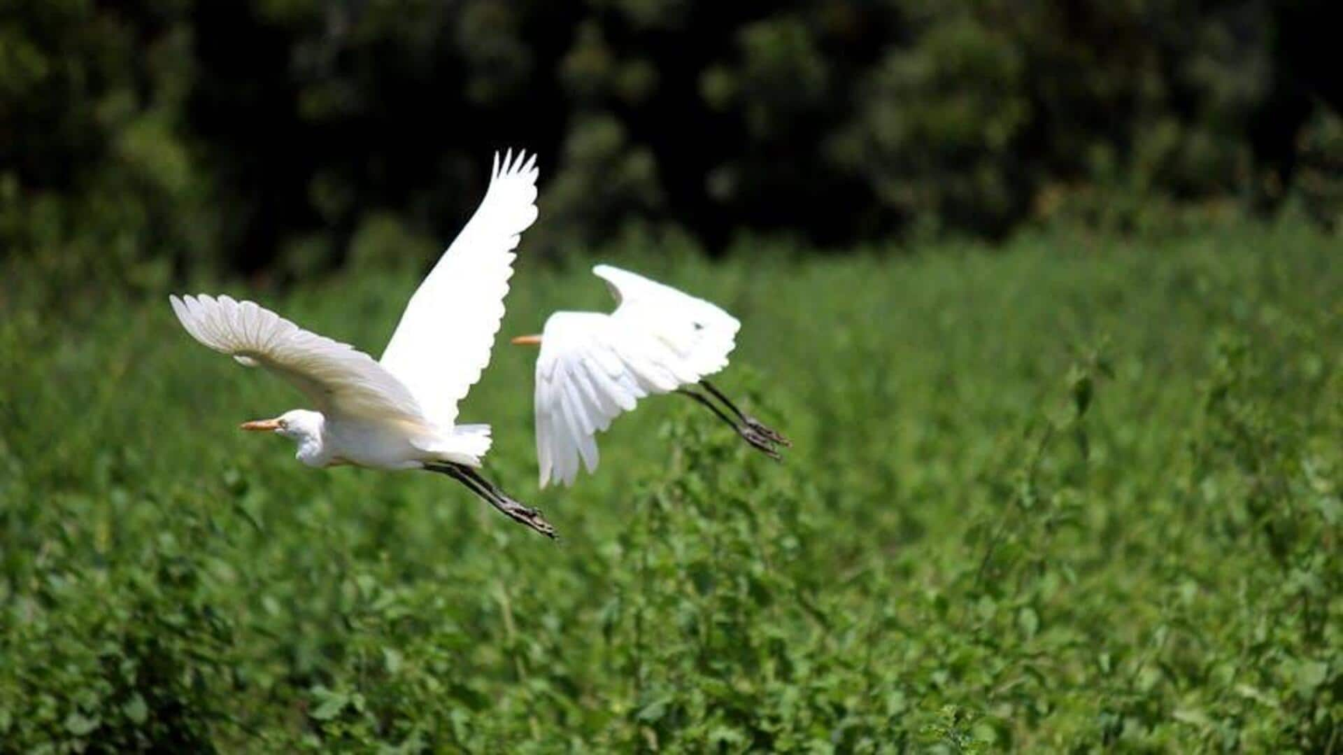 Exploring Zambia's Bangweulu Wetlands