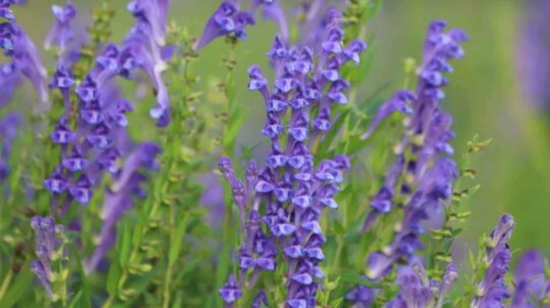 Baikal skullcap: The new skin-soothing superstar