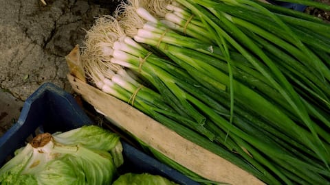 How to grow spring onions in water