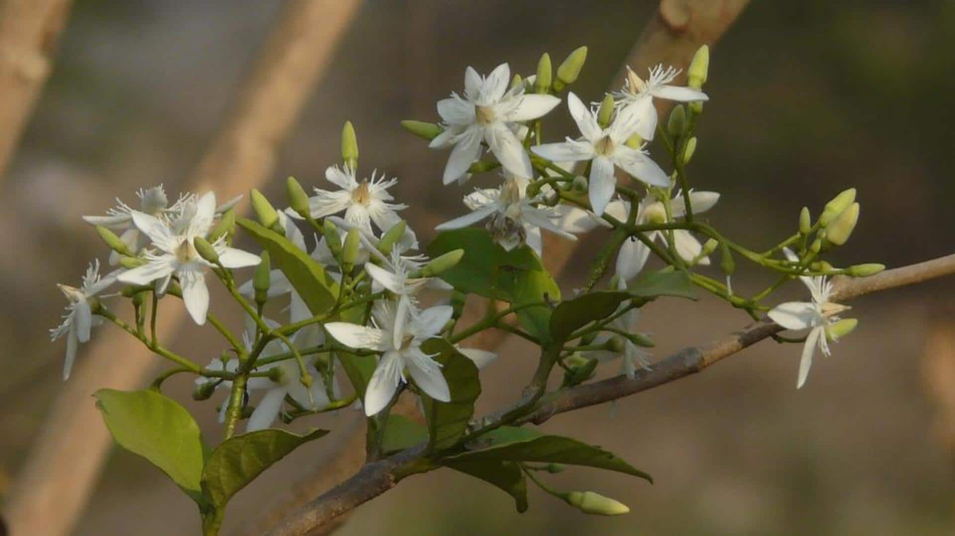 Kutaja: An Ayurvedic herb with stellar health benefits