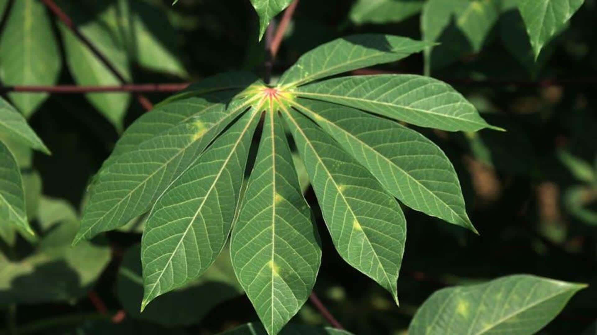 The superfood charm of African cassava leaves