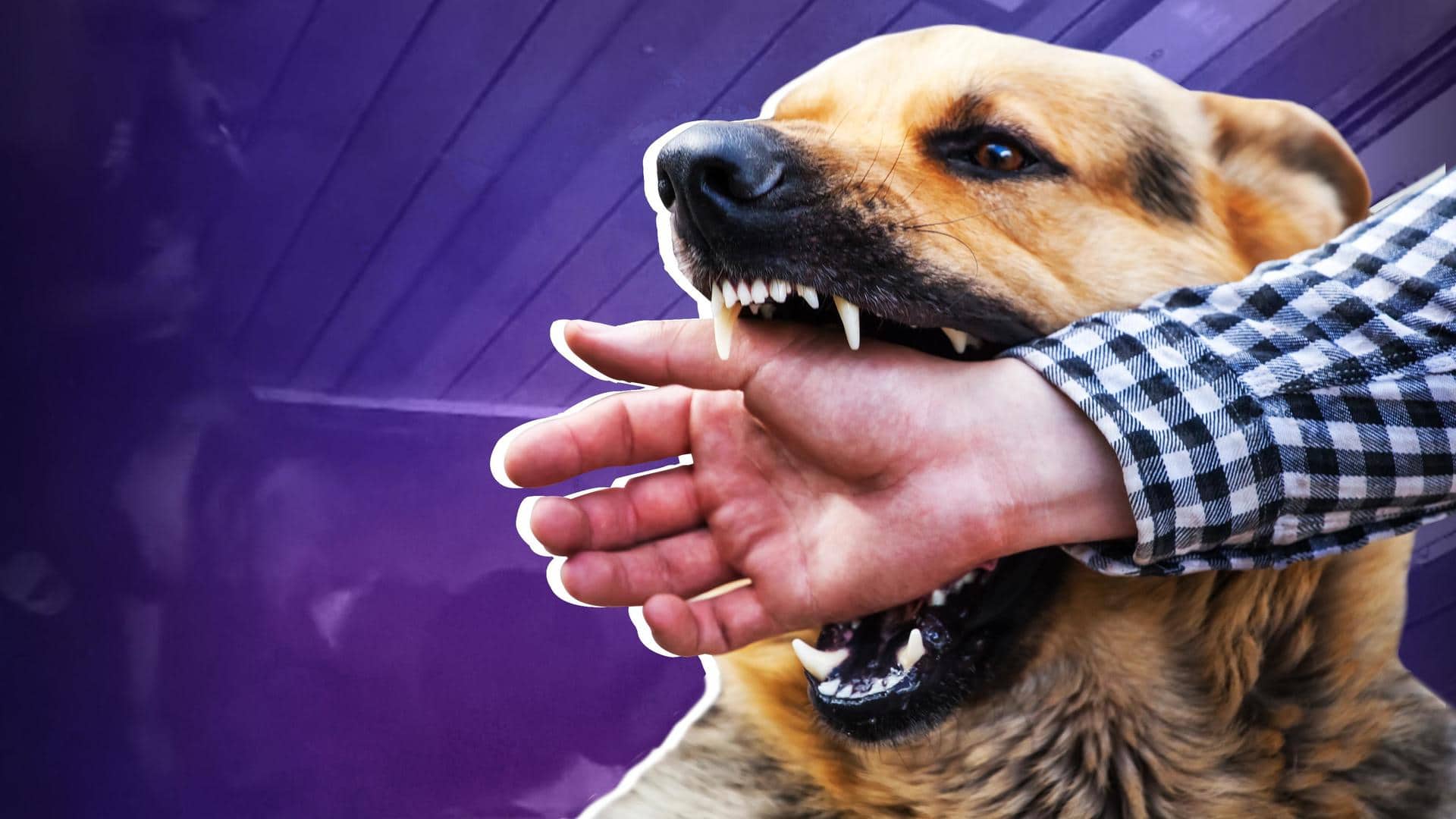 Pet dog bites 6-year-old boy in Greater Noida residential complex