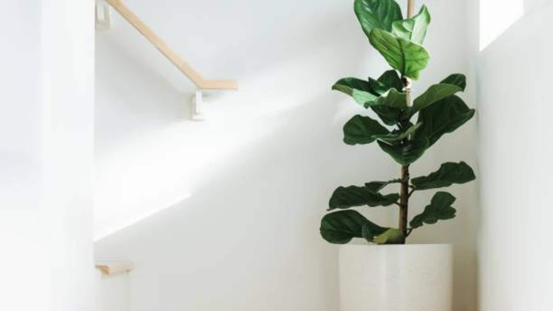 How to care for fiddle leaf figs