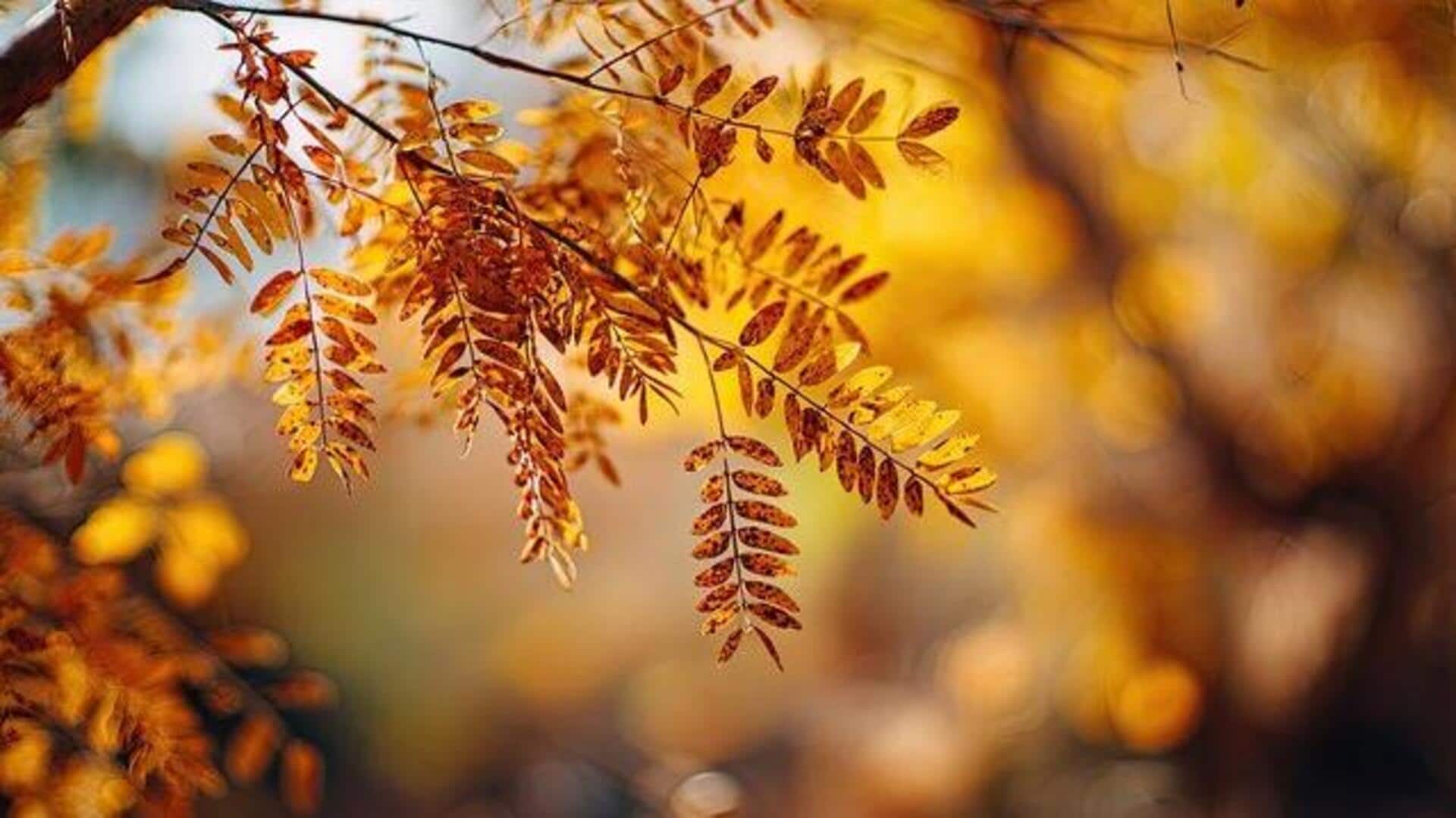 Surprising health benefits of honey locust