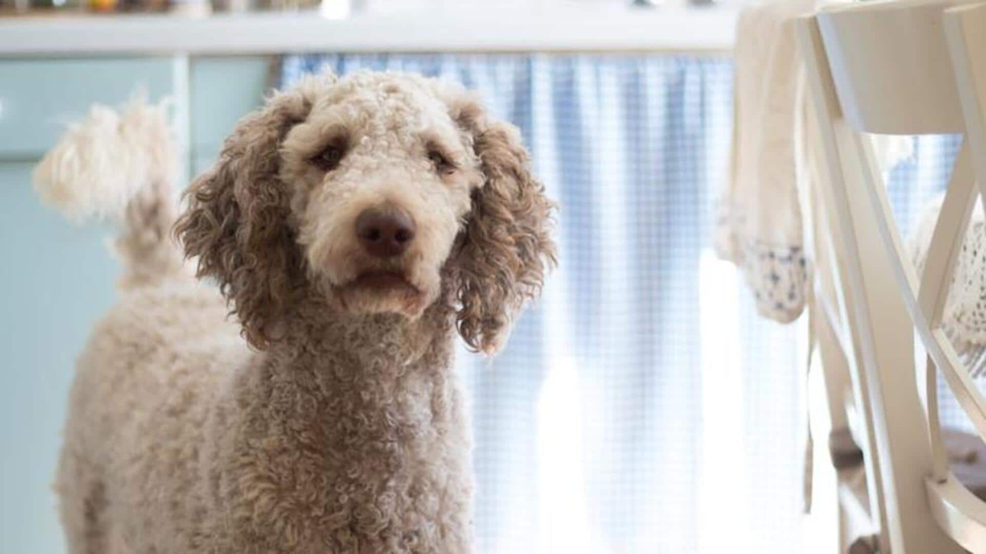 Poodle grooming for owners who suffer from allergies