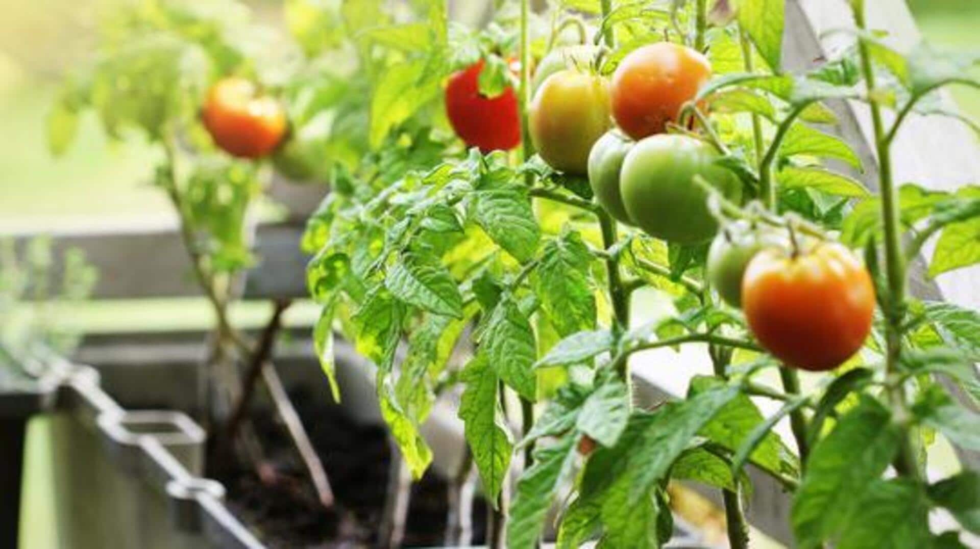 Backyard farming: 5 techniques to grow your own food Backyard farming: 5 techniques to grow your own food