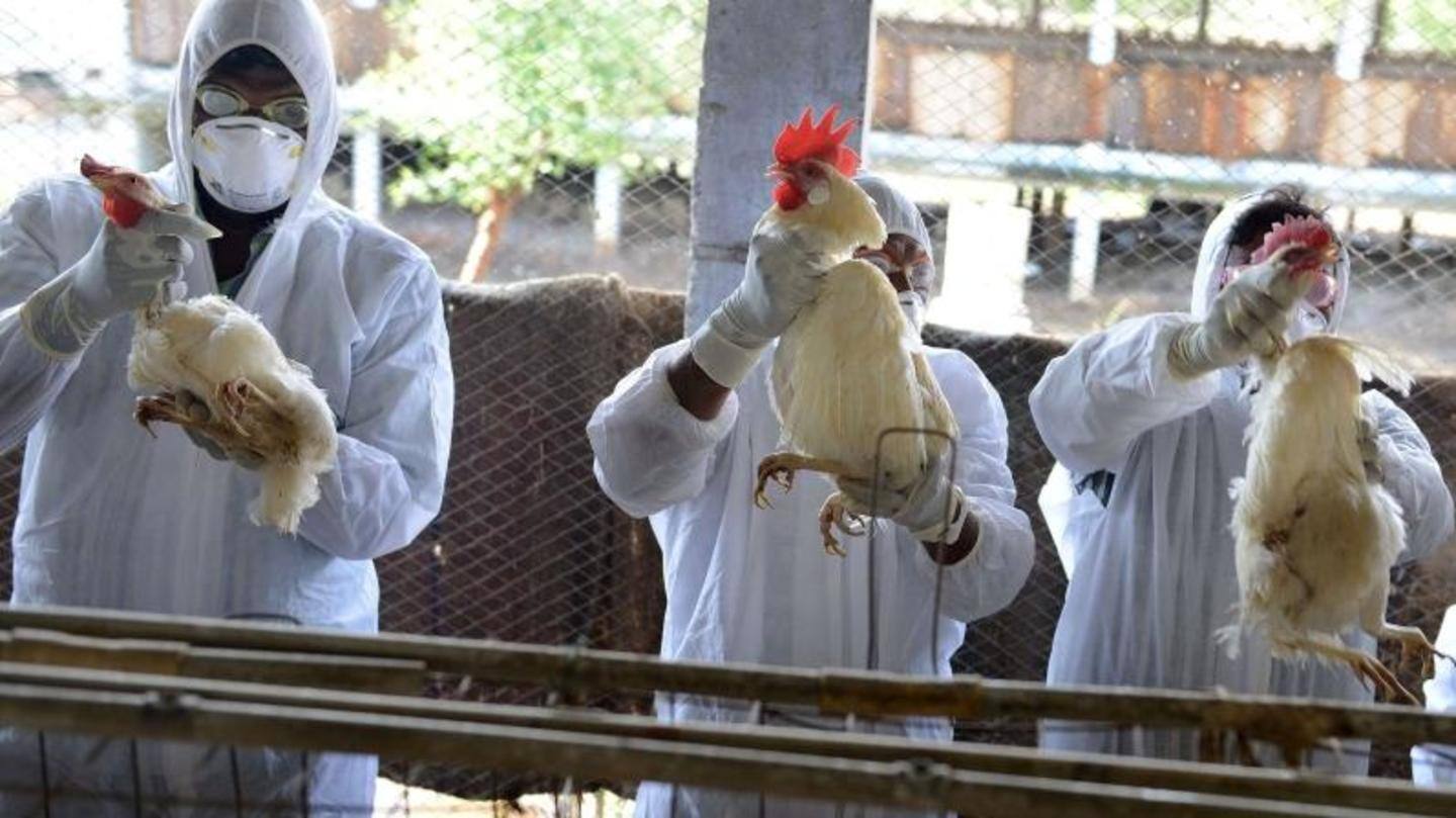 Many avian flu strains present in China Many avian flu strains present in China