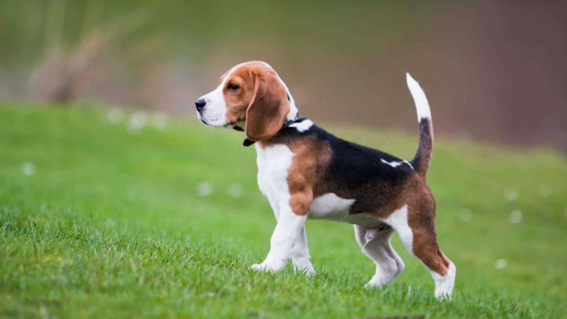 Beagle paw pad care essentials to take note of
