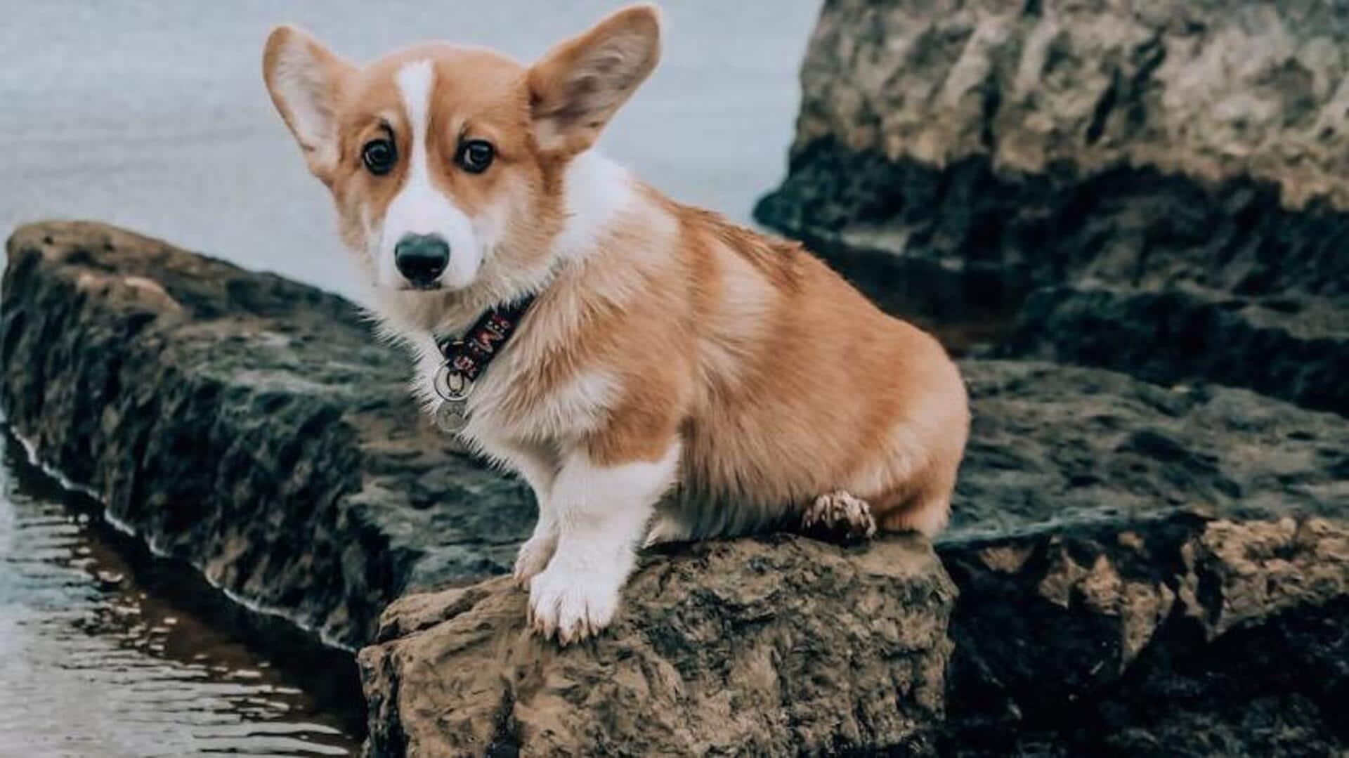 Corgi spinal care: Essential exercise tips for its overall health