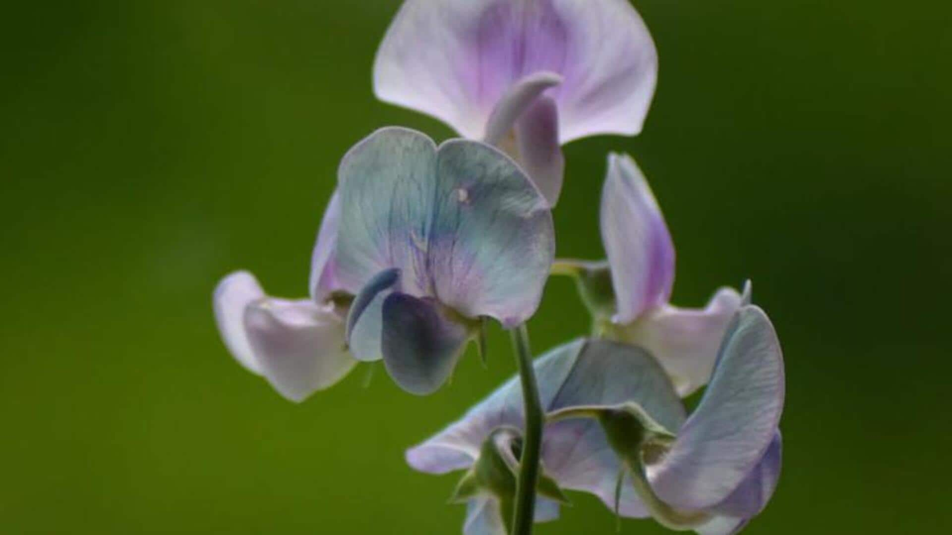 Stellar sweet peas: 5 fragrance boosting care tips