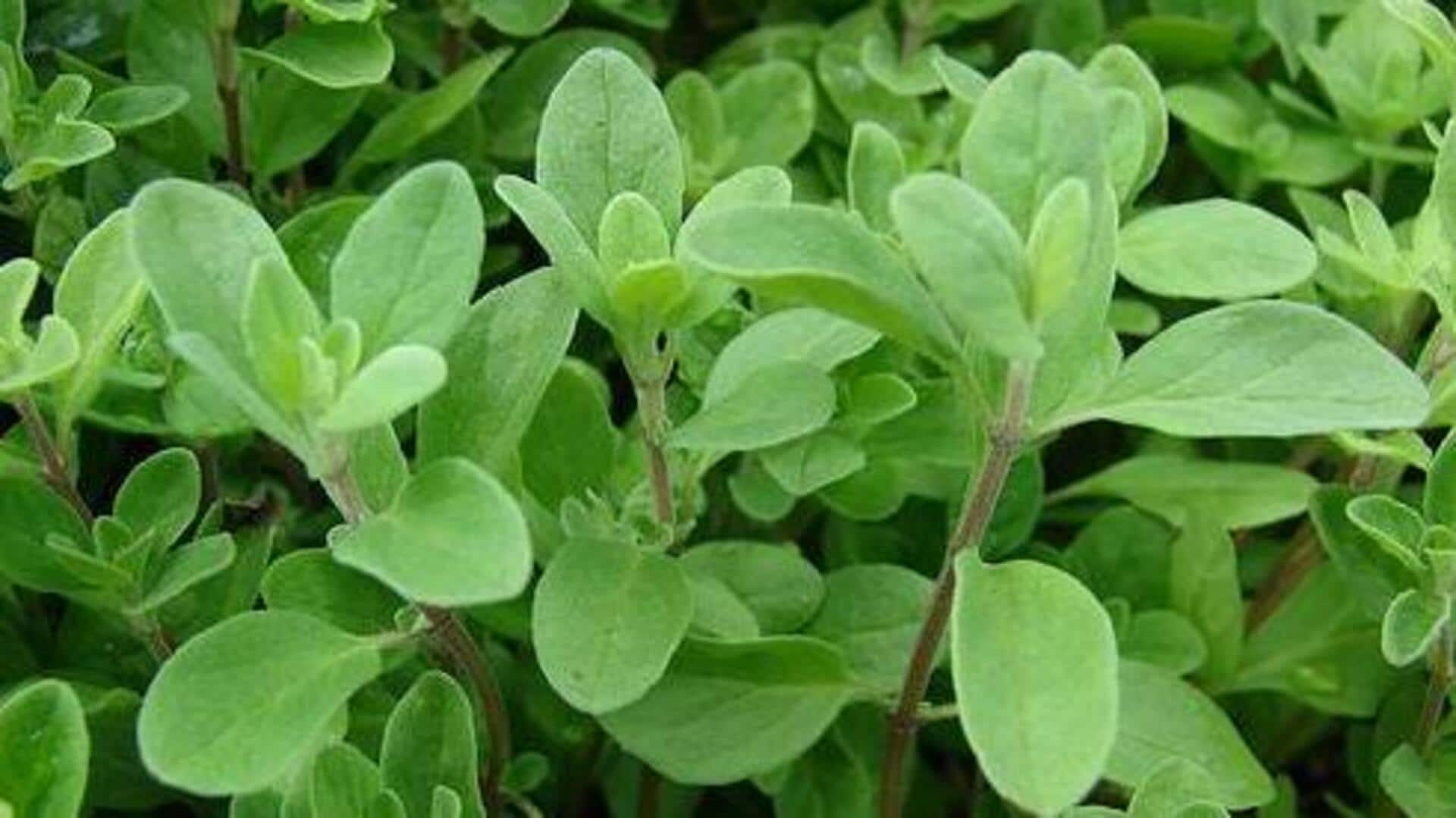 Highlighting marjoram's digestive comfort benefits