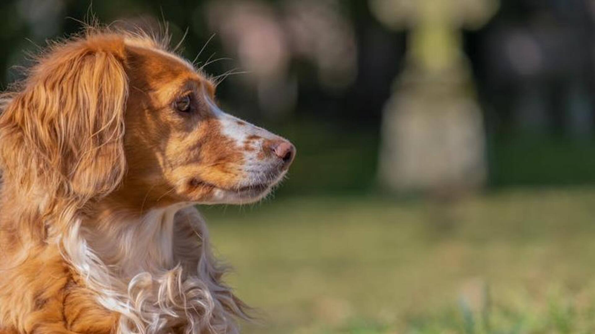 Brittany Spaniel hydration management tips