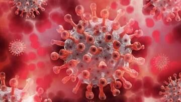 COVID-19 likely of natural origin, not leaked from lab: Study