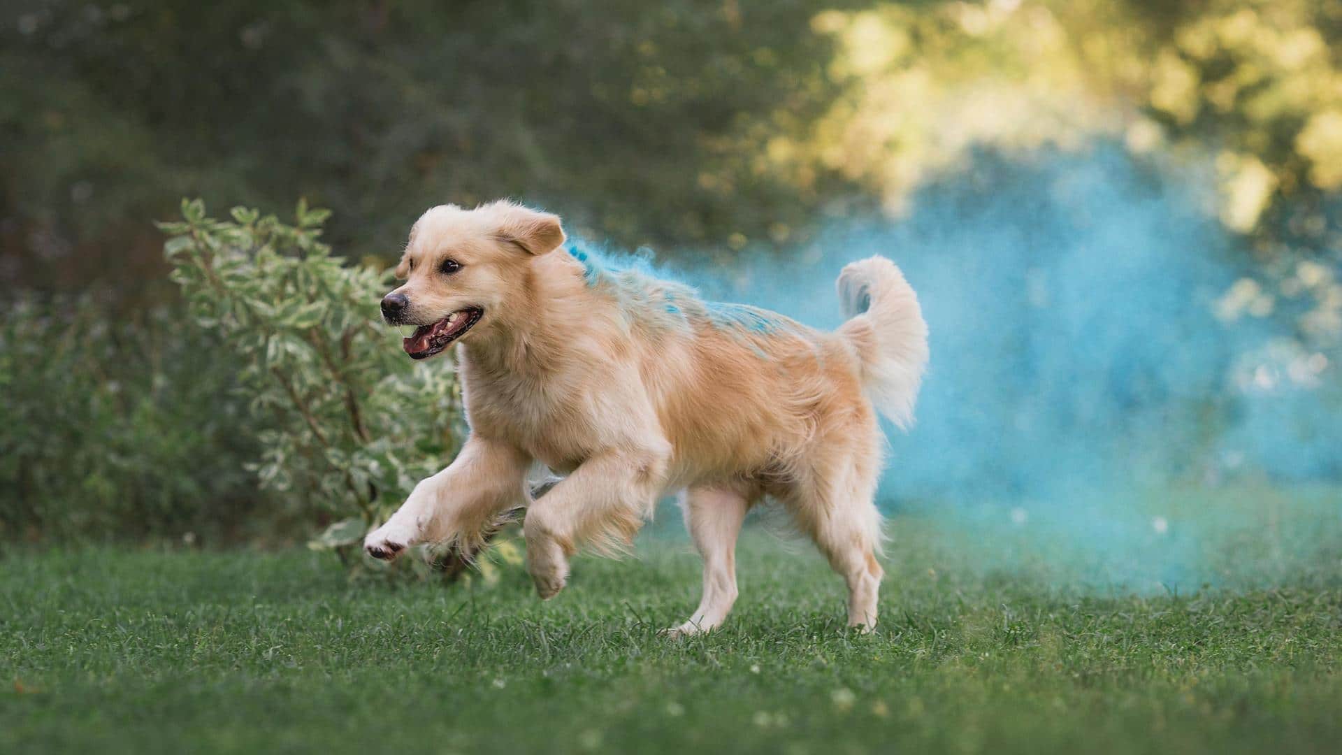 Holi 2023: Safe ways to celebrate with your pets