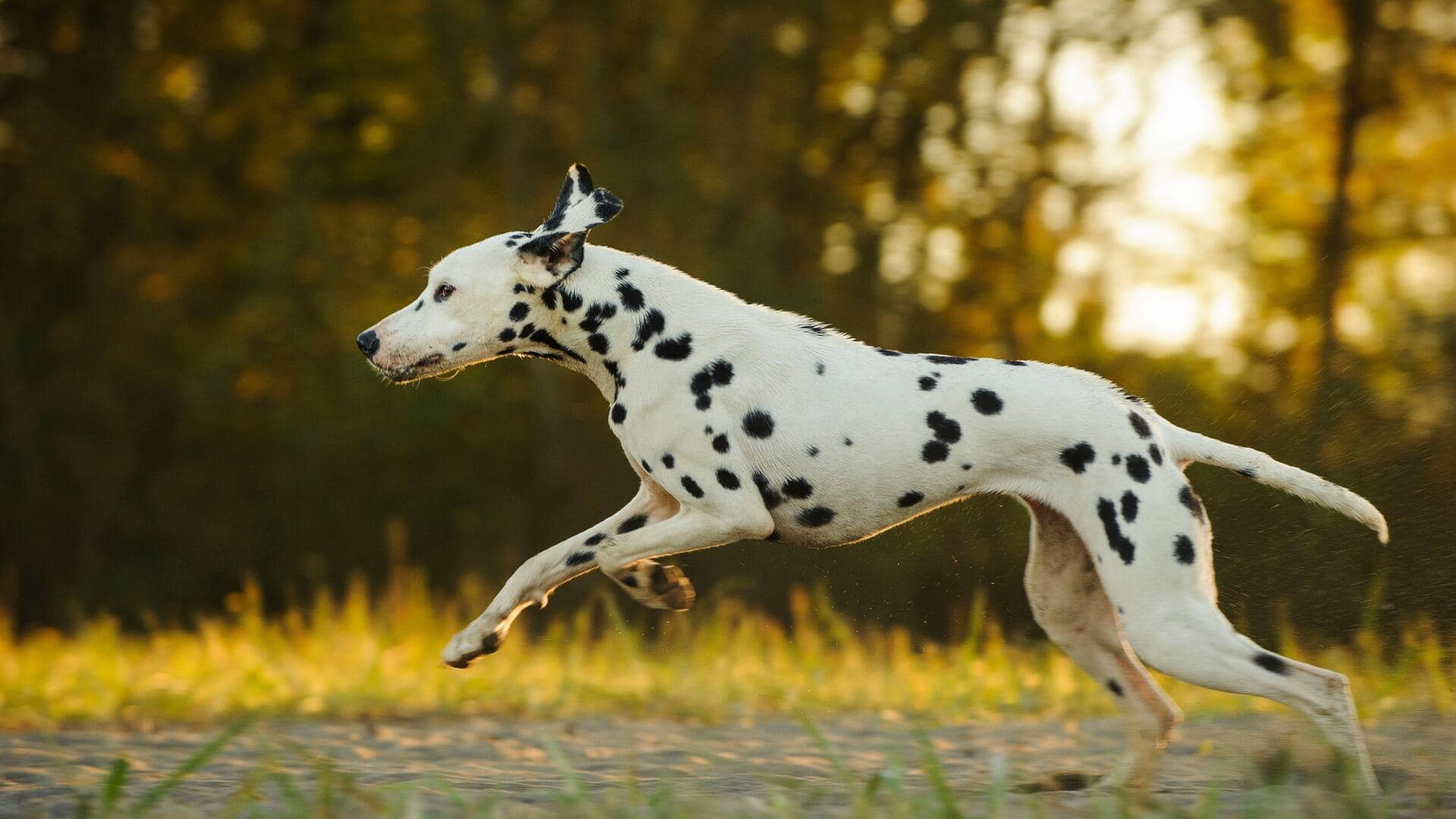 How to manage your Dalmatian's coat-shedding tendency