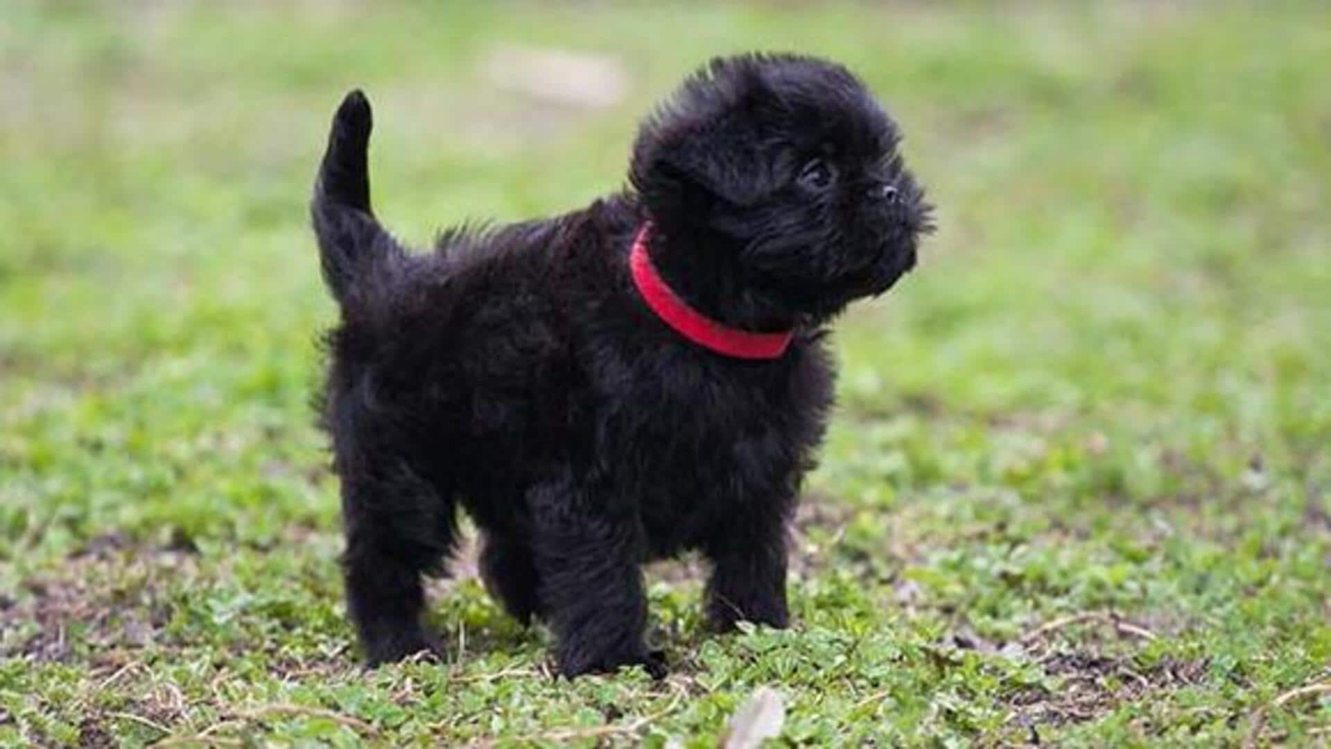 Activities to engage your Affenpinscher's mind