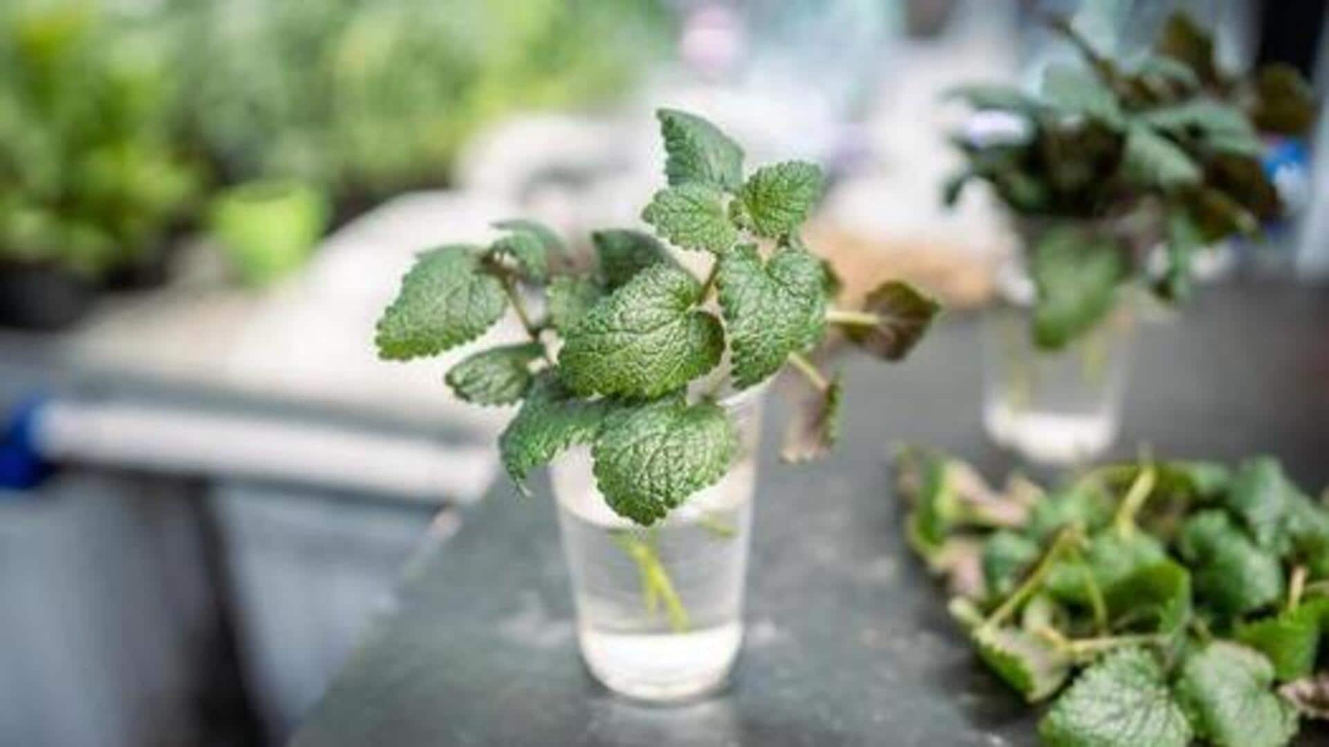 How to grow mint in water