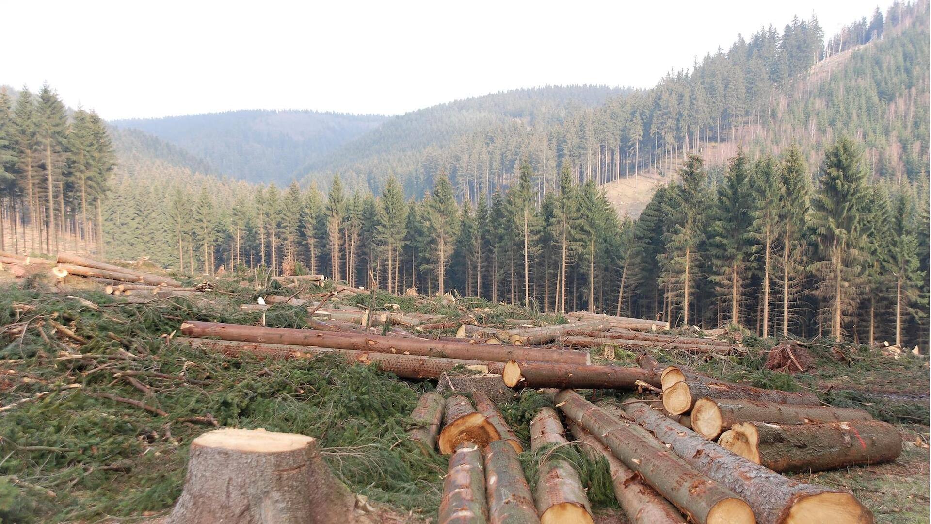 We are running out of time to restore forests: UN