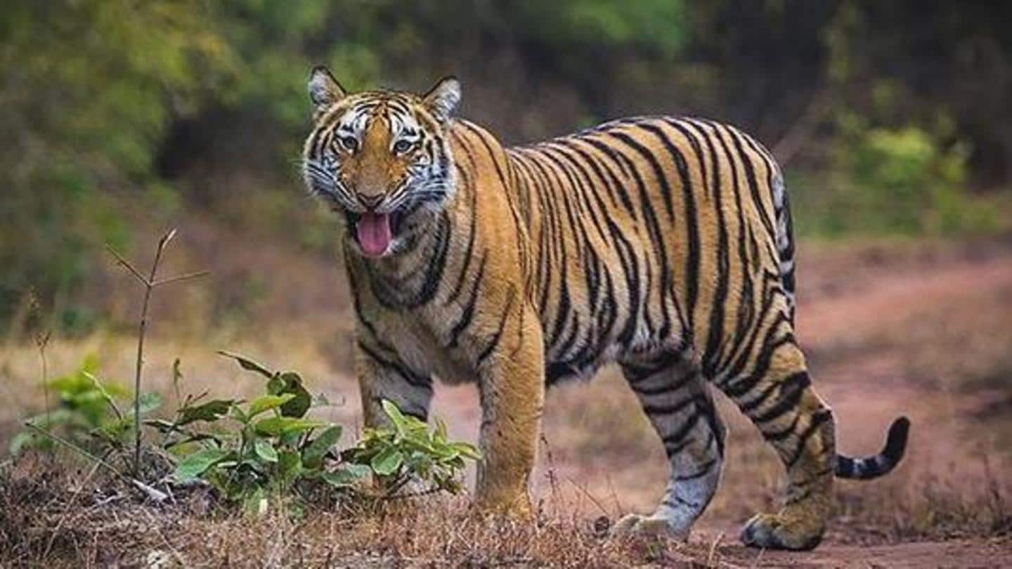 Bandhavgarh tigress found dumped in well, stones tied to carcass