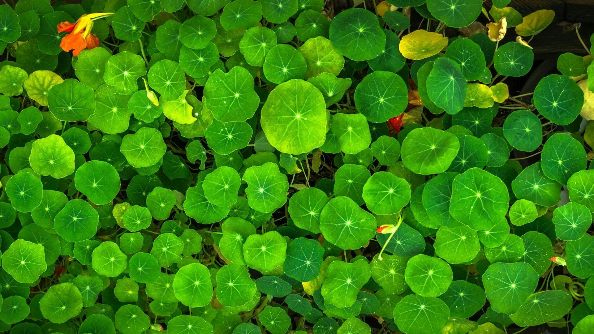 Why you should start eating nasturtium leaves today