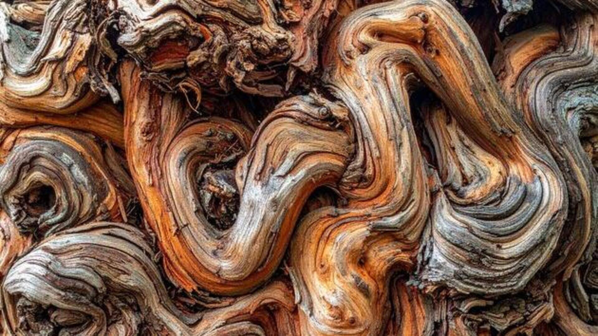 What is bark art?