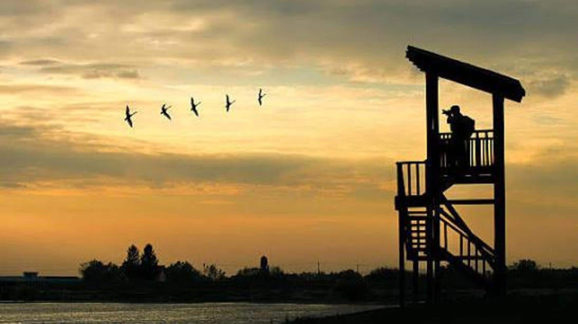 5 birdwatching spots you can't miss in Portugal 