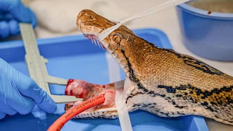 First-in-the-world: UK python receives cancer treatment meant for humans