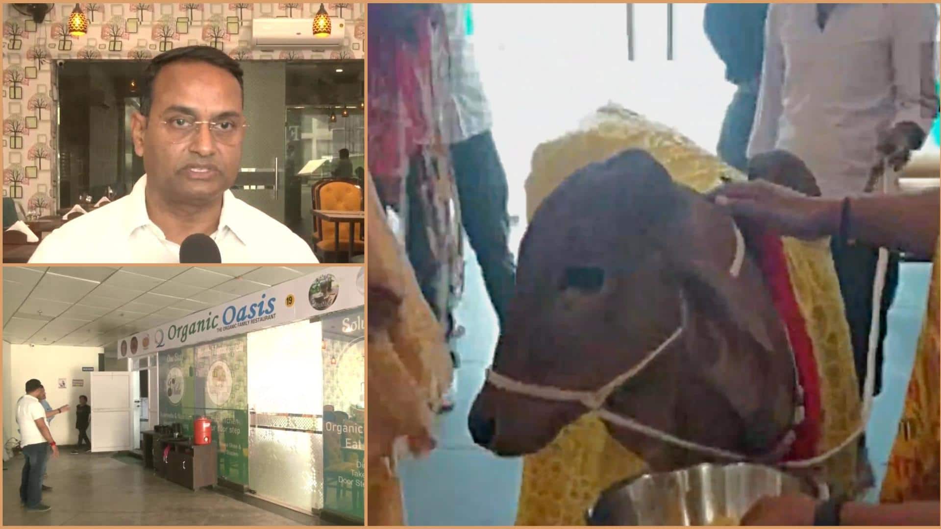 'Organic' restaurant in Lucknow inaugurated by 'desi' cow. Here's why